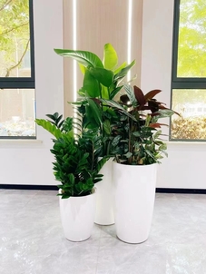 慈溪绿植租摆哪家好